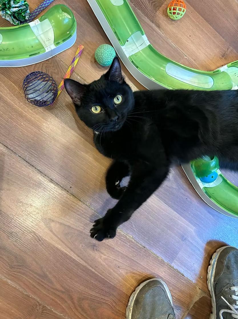 Enlarge Rose Nyland, a ADOPTABLE Domestic Short Hair in Calgary, AB image 2/3