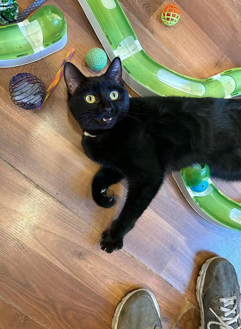 Enlarge Rose Nyland, a ADOPTABLE Domestic Short Hair in Calgary, AB image 3/3