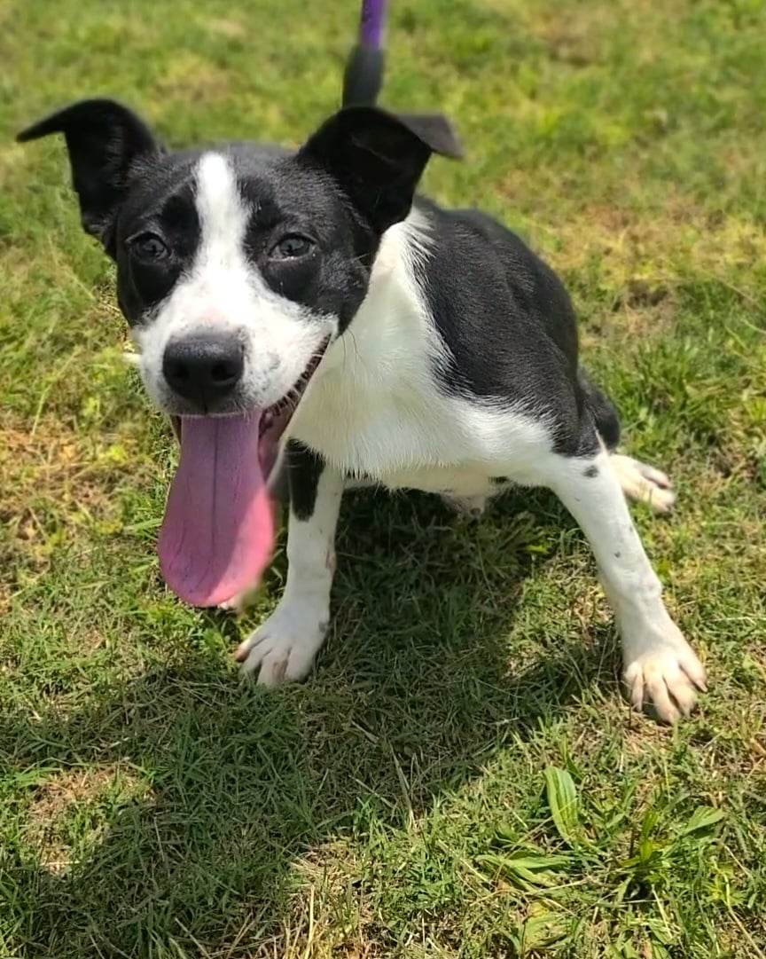 Enlarge Tommy Brock (Rescue), a Adoptable Hound in Springfield, MO image 8/9