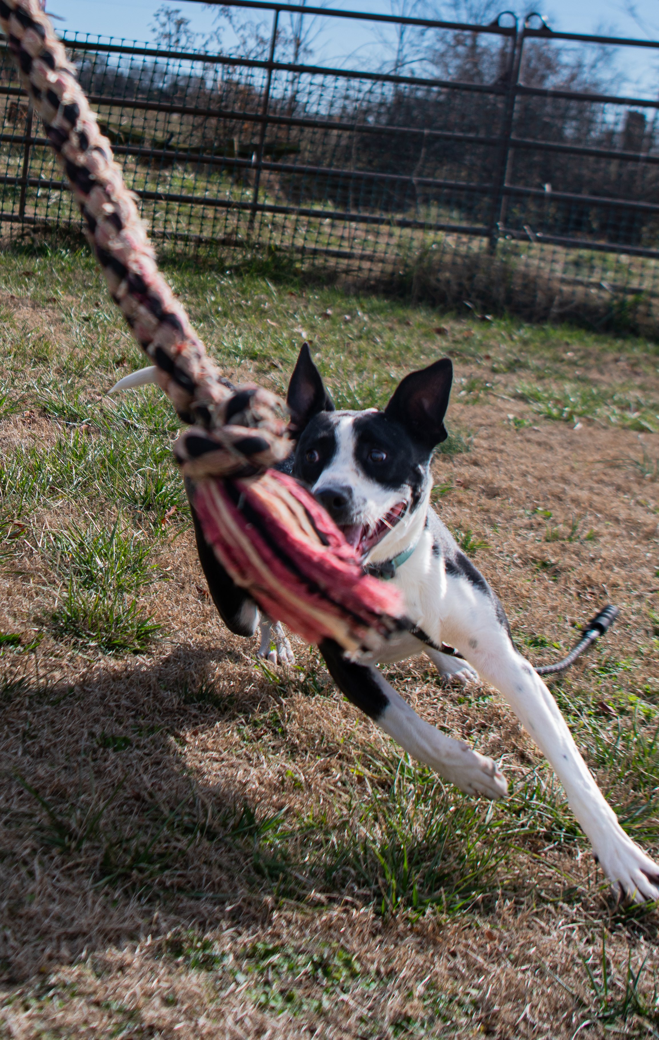 Enlarge Tommy Brock (Rescue), a Adoptable Hound in Springfield, MO image 7/9