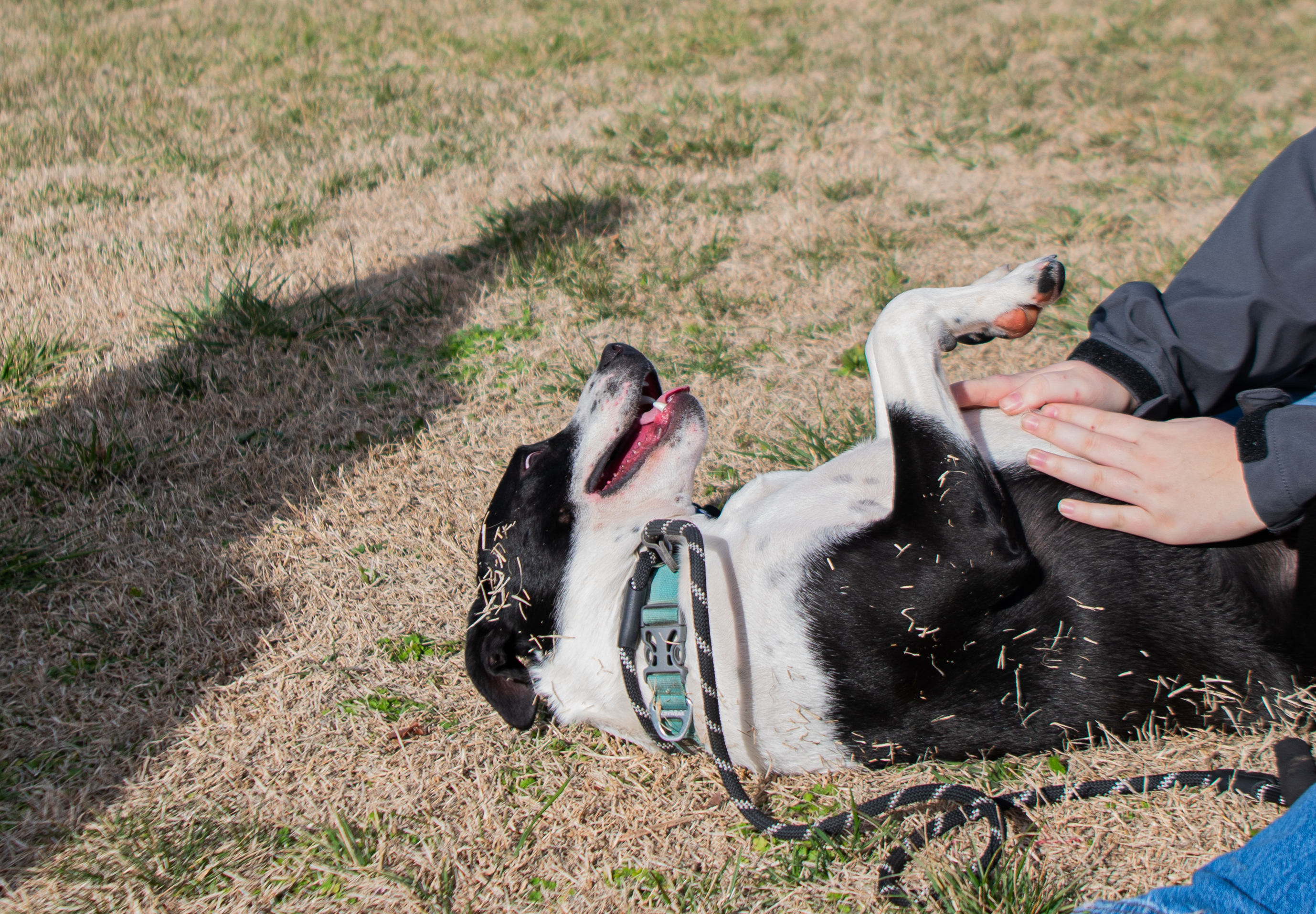 Tommy Brock (Rescue), a Adoptable Hound in Springfield, MO image 5/9