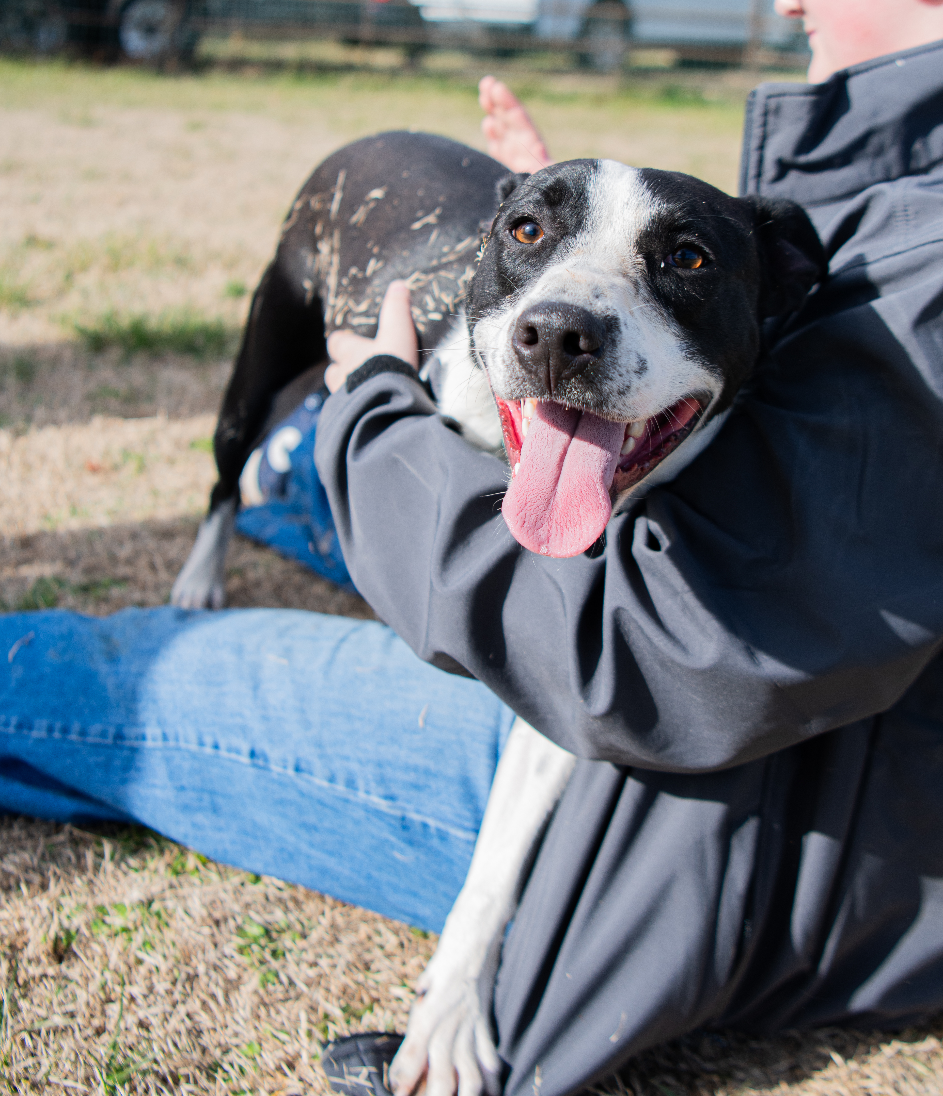 Enlarge Tommy Brock (Rescue), a Adoptable Hound in Springfield, MO image 9/9