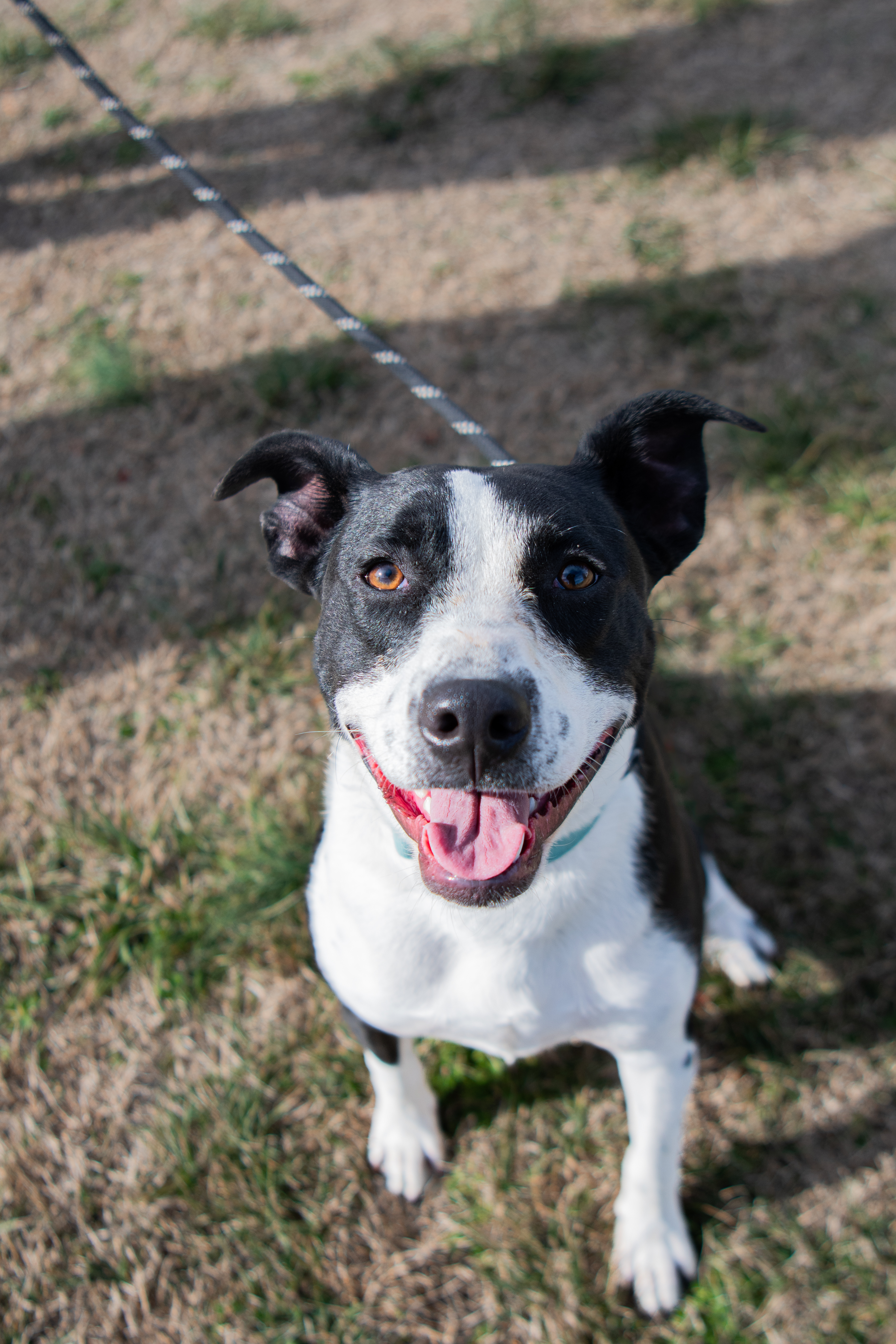Tommy Brock (Rescue), Adoptable, Young Male Hound.