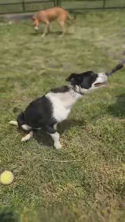 Enlarge Tommy Brock (Rescue), a Adoptable Hound in Springfield, MO video 6/9