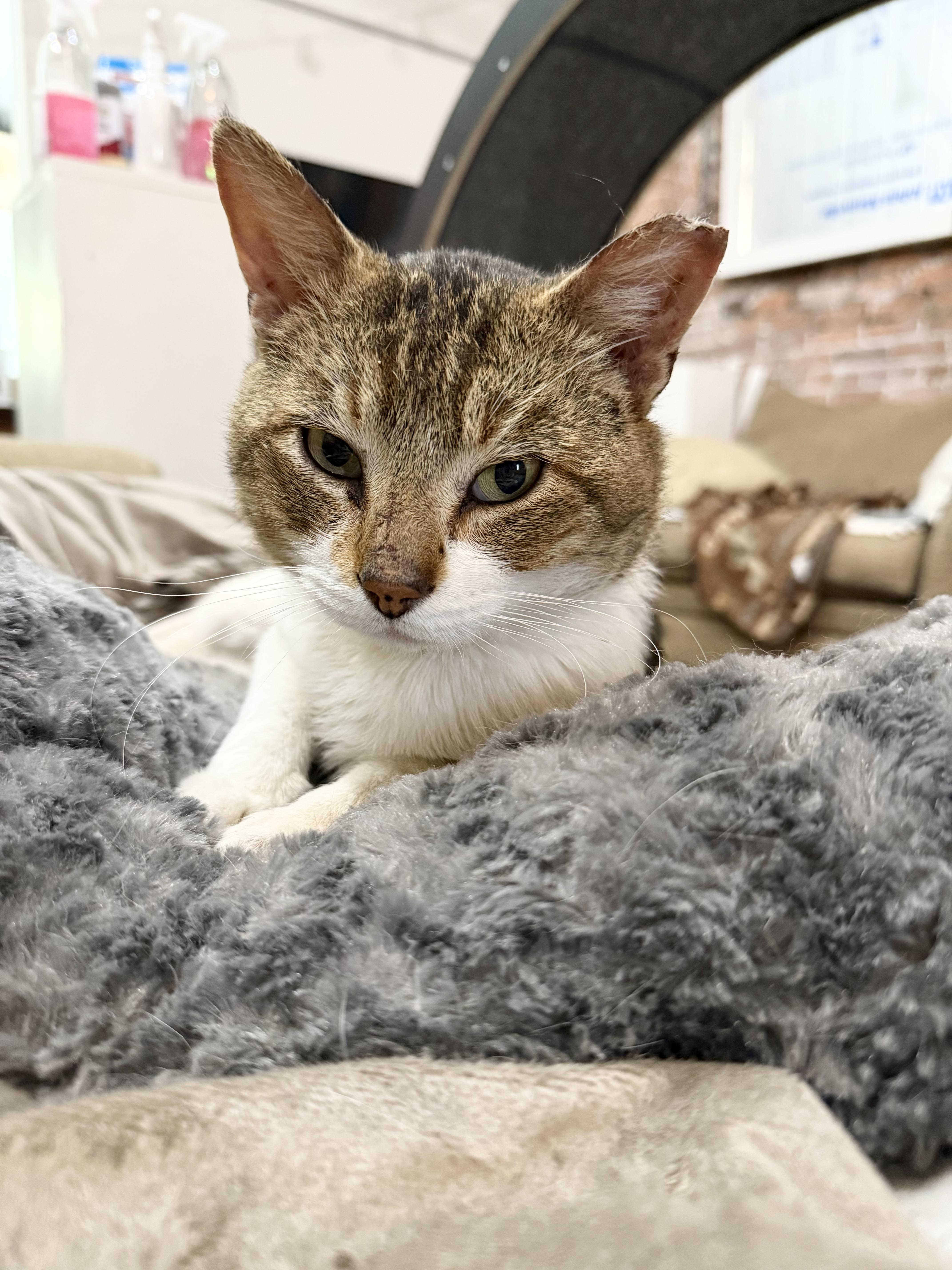 Enlarge Stanley, a Adoptable Domestic Short Hair in Toledo, OH image 2/3