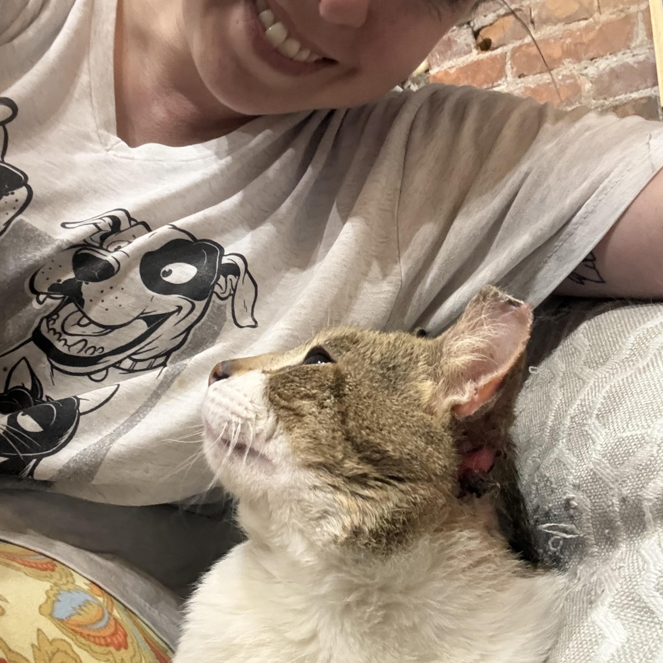 Enlarge Stanley, a Adoptable Domestic Short Hair in Toledo, OH image 3/3