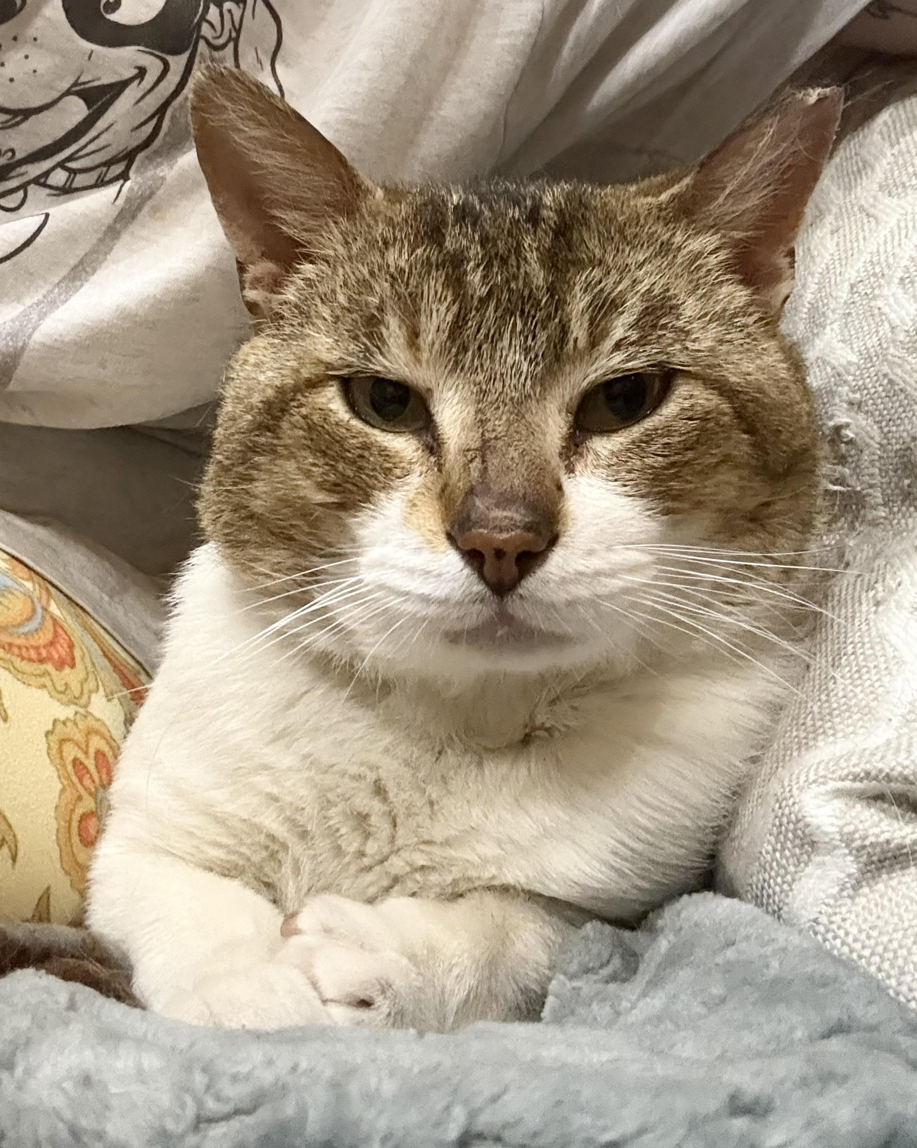 Stanley, Adoptable, Adult Male Domestic Short Hair.