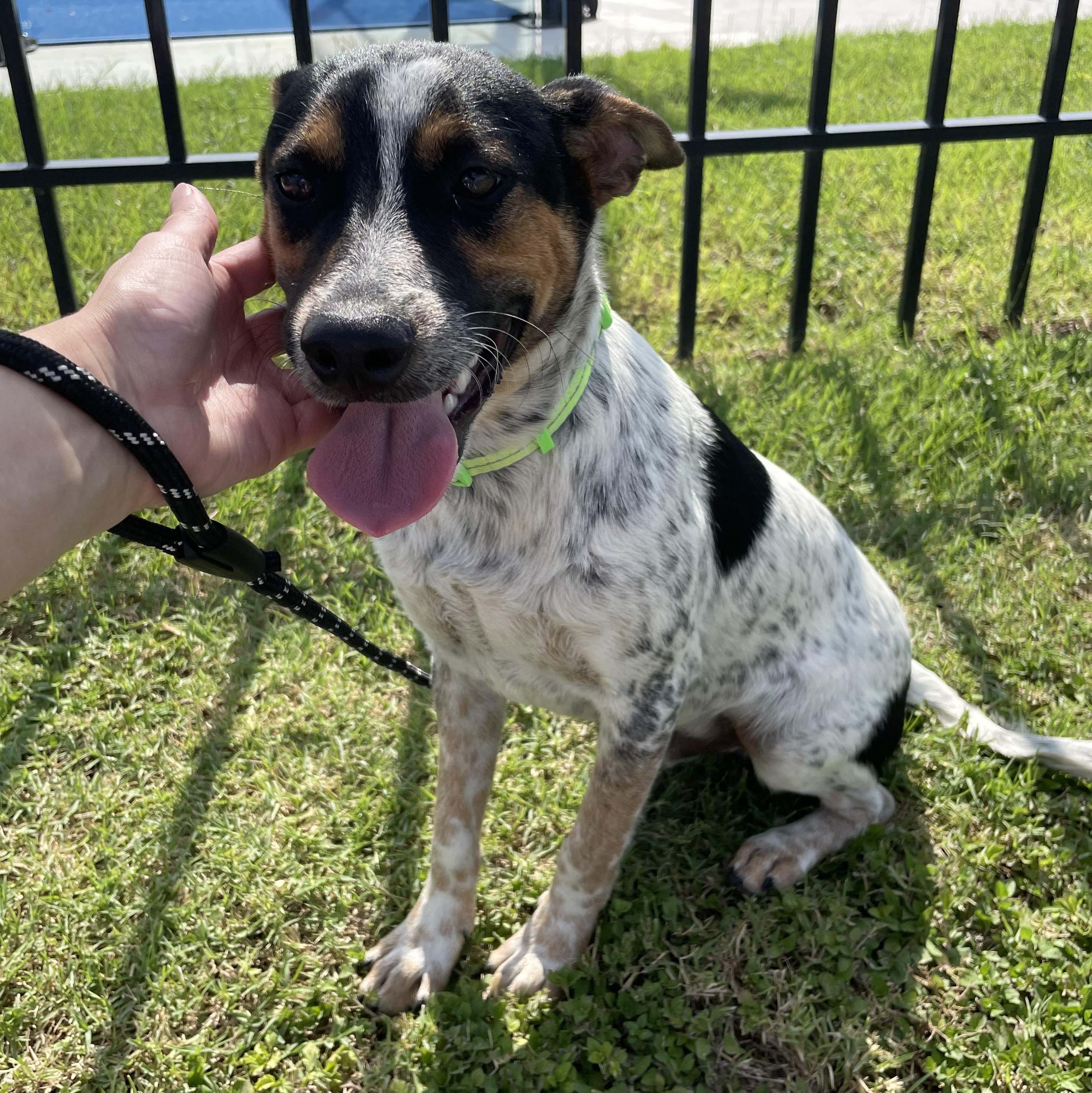Milo, Baby Male Australian Cattle Dog / Blue Heeler