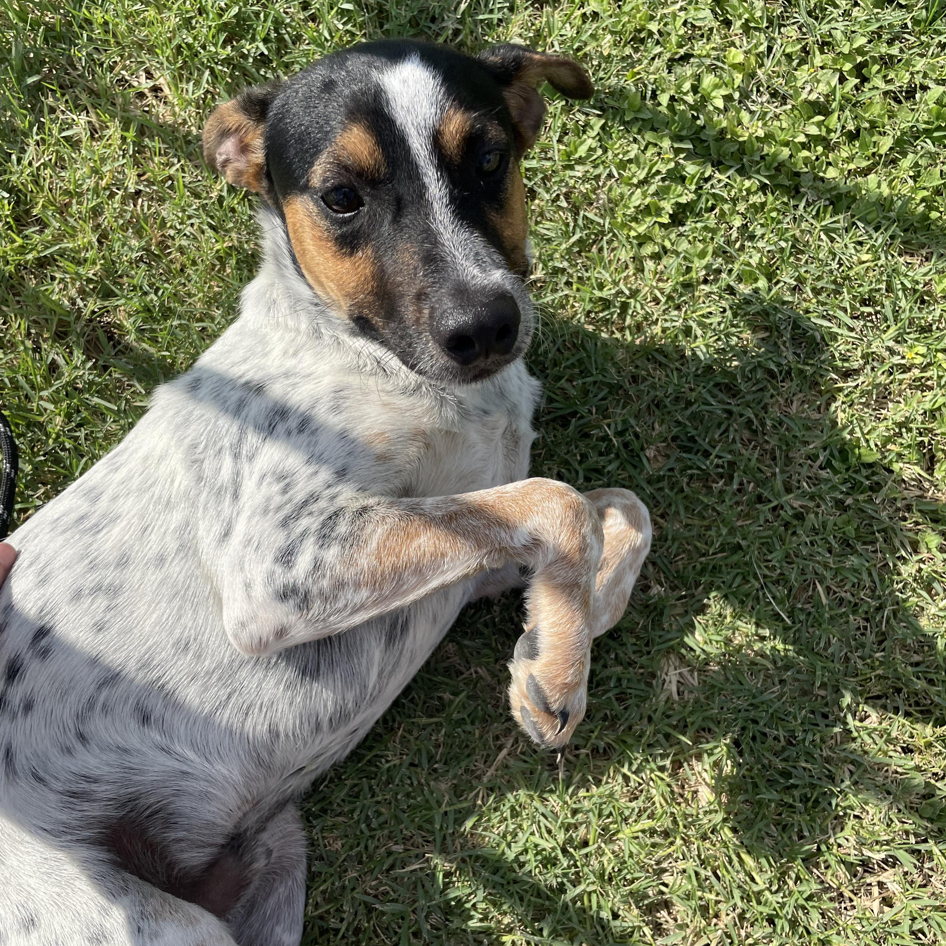 Milo photo 5