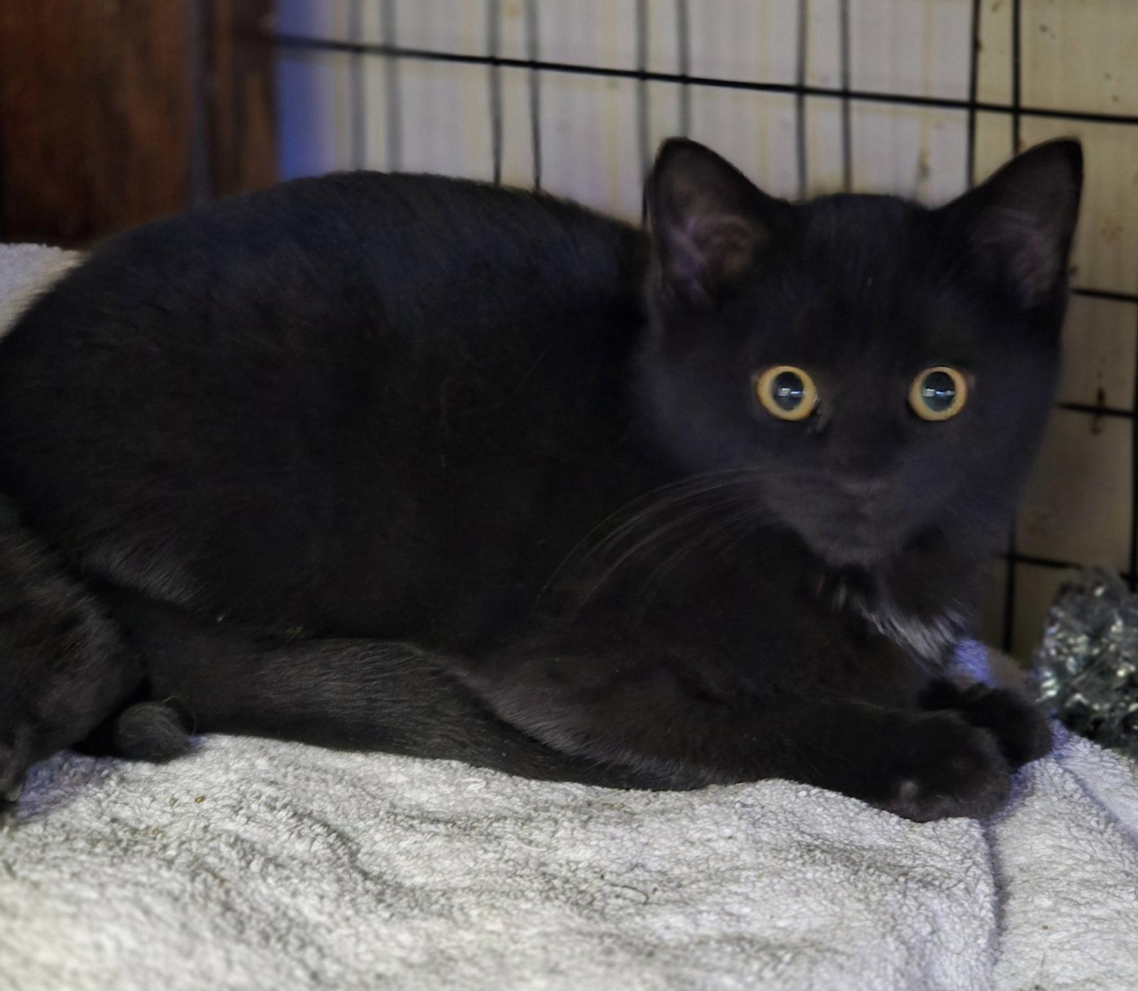 Chili, Adopted, Kitten Female Domestic Short Hair.