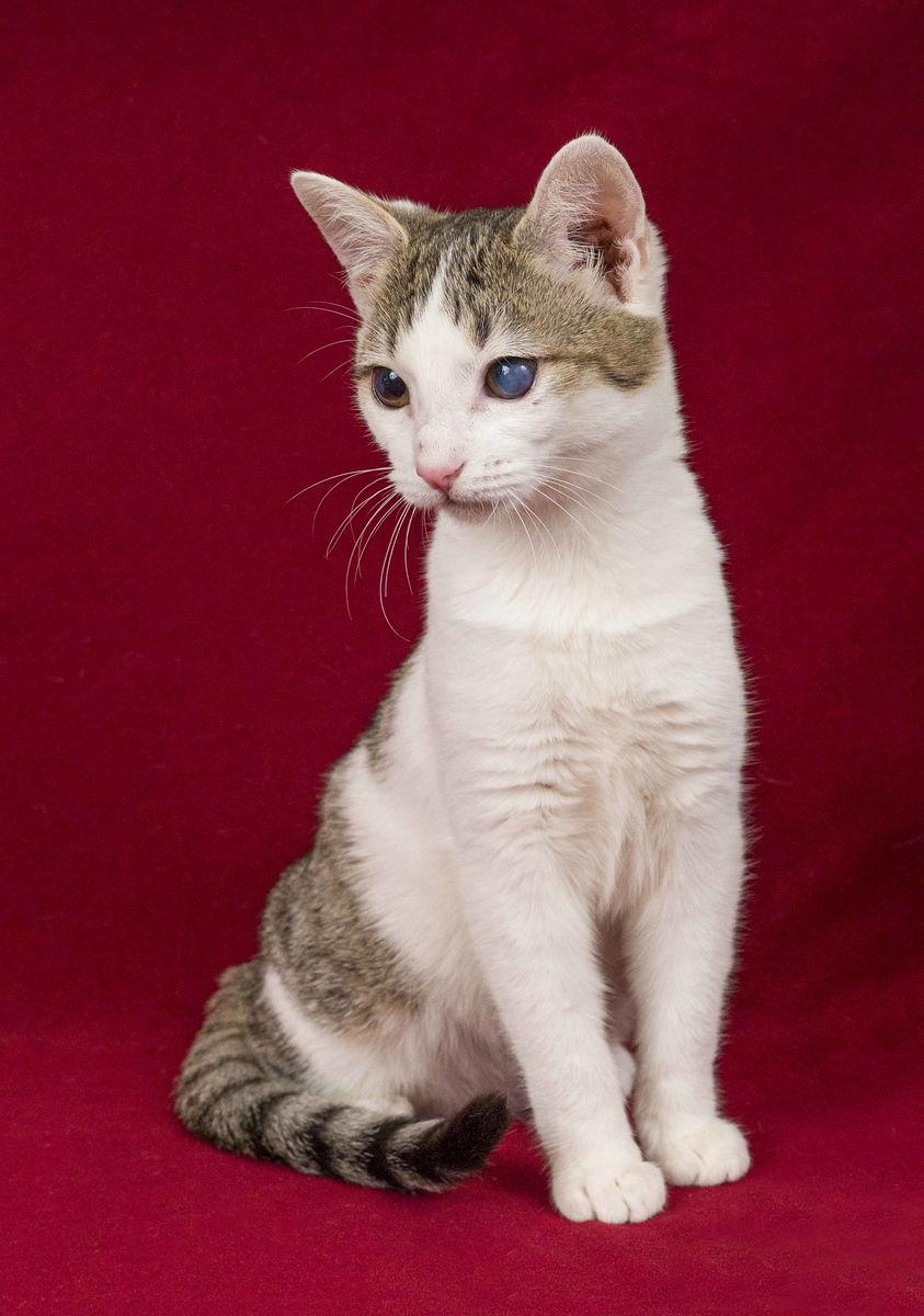 Embry, Adoptable, Young Female Domestic Short Hair.