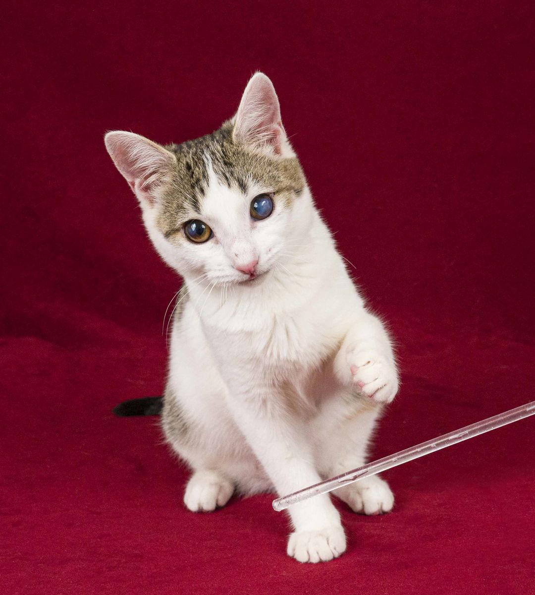 Enlarge Embry, a Adoptable Domestic Short Hair in Davis, CA image 2/3