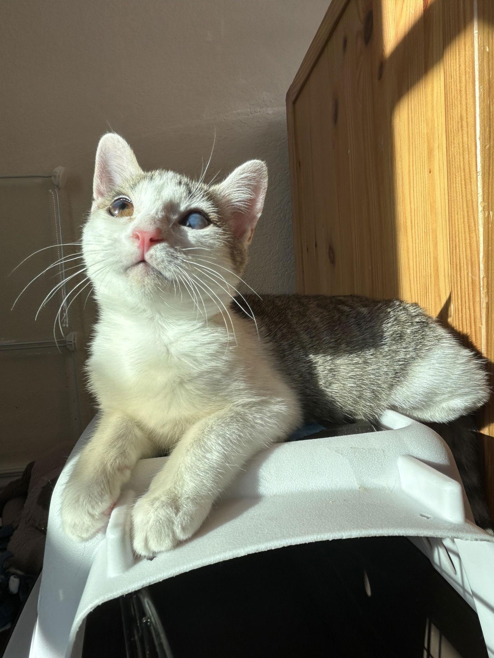 Enlarge Embry, a Adoptable Domestic Short Hair in Davis, CA image 3/3