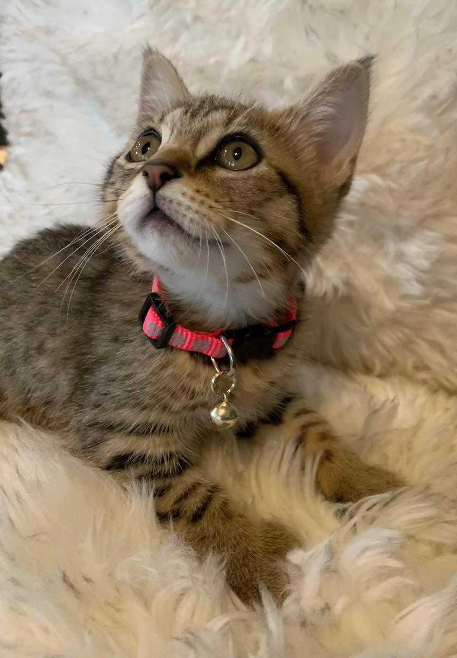 Enlarge Nya, an adopted Extra-Toes Cat / Hemingway Polydactyl in Pasco, WA image 1/5