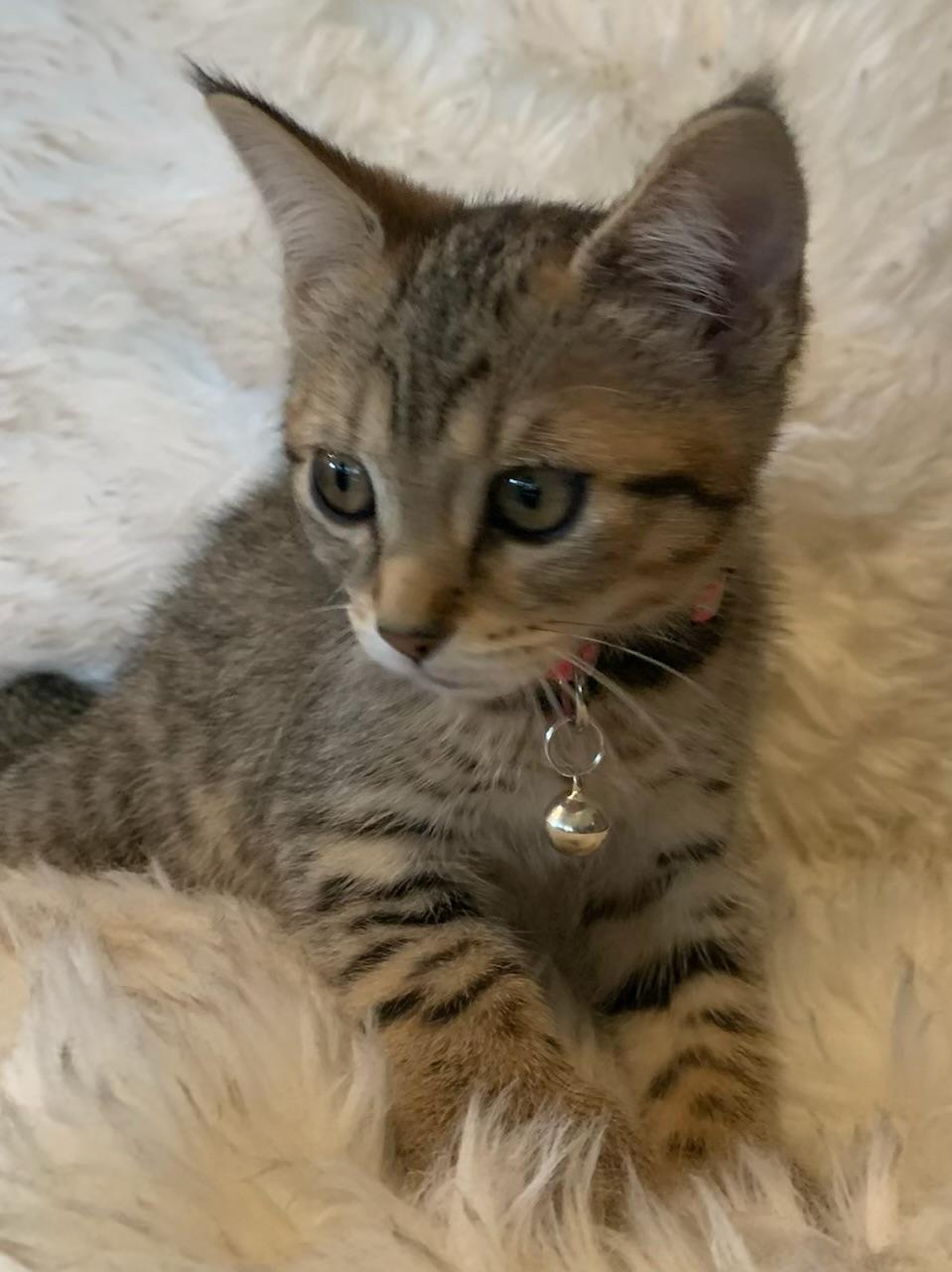 Enlarge Nya, an adopted Extra-Toes Cat / Hemingway Polydactyl in Pasco, WA image 3/5