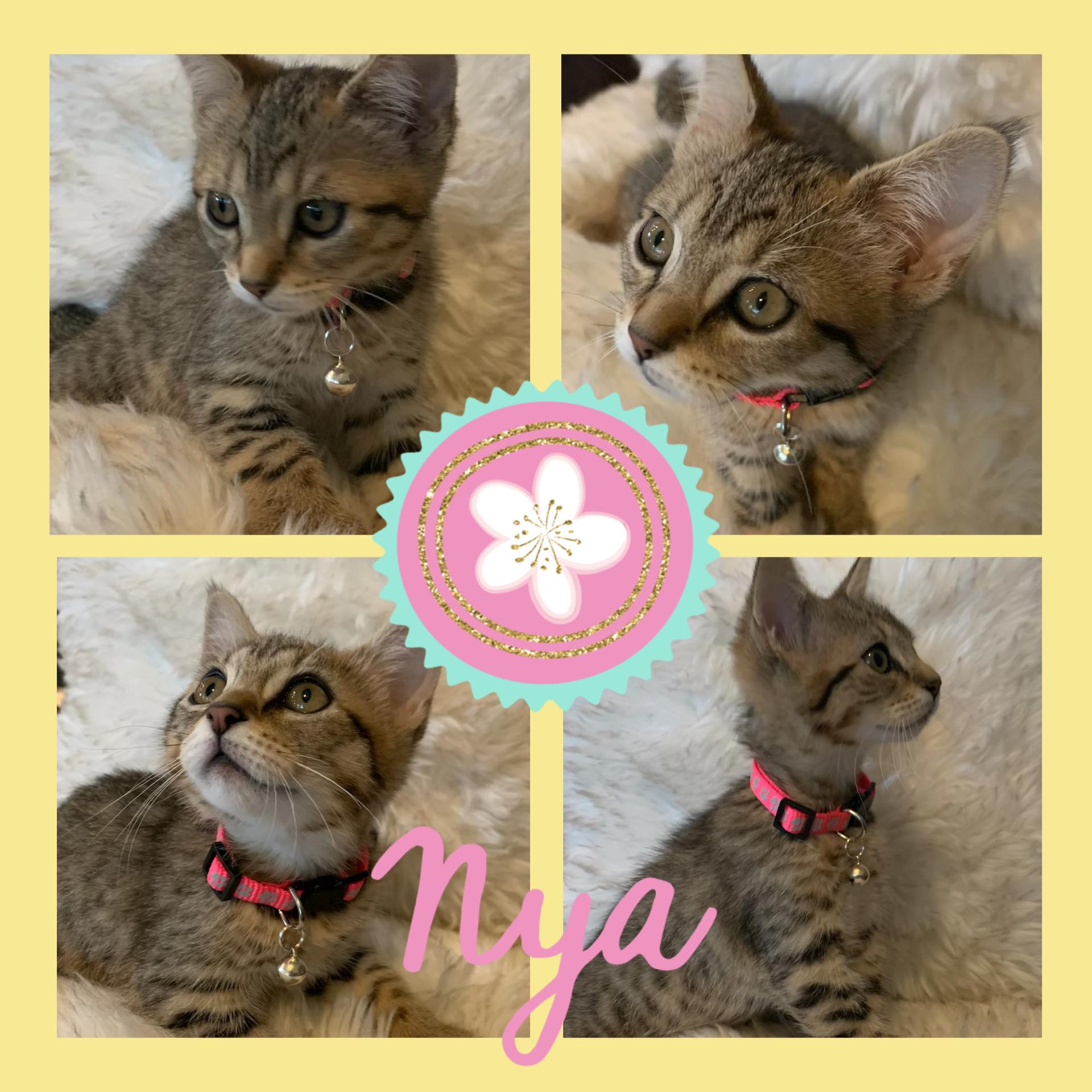 Enlarge Nya, an adopted Extra-Toes Cat / Hemingway Polydactyl in Pasco, WA image 5/5