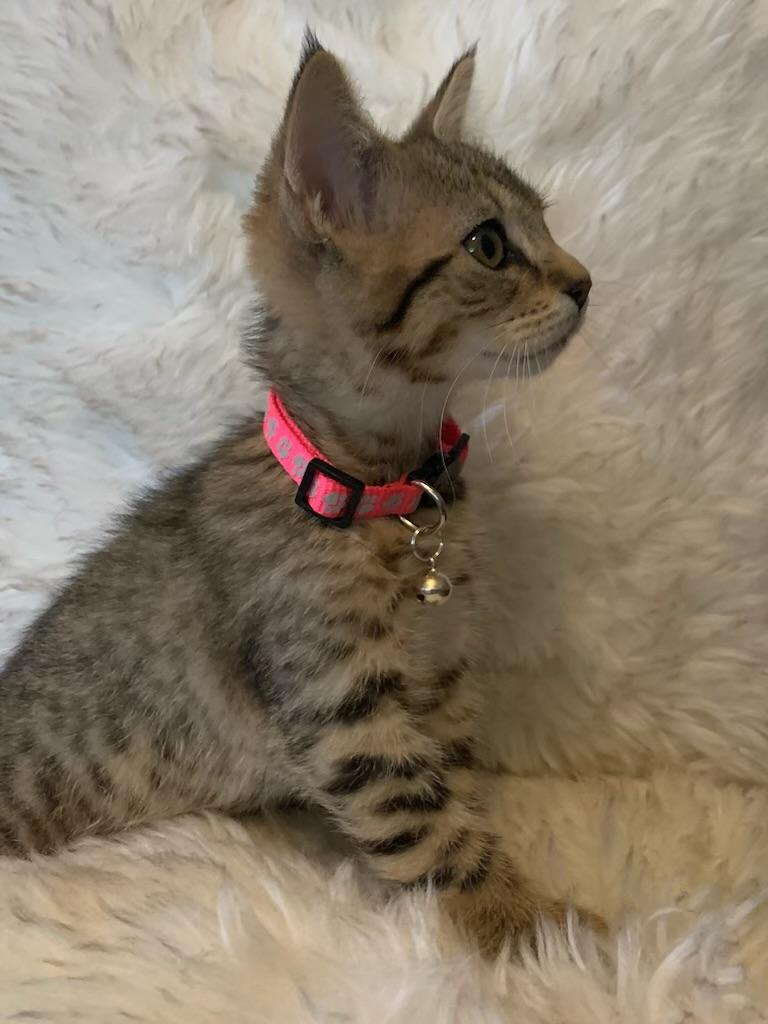 Enlarge Nya, an adopted Extra-Toes Cat / Hemingway Polydactyl in Pasco, WA image 4/5