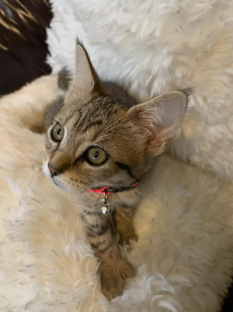 Enlarge Nya, an adopted Extra-Toes Cat / Hemingway Polydactyl in Pasco, WA image 2/5