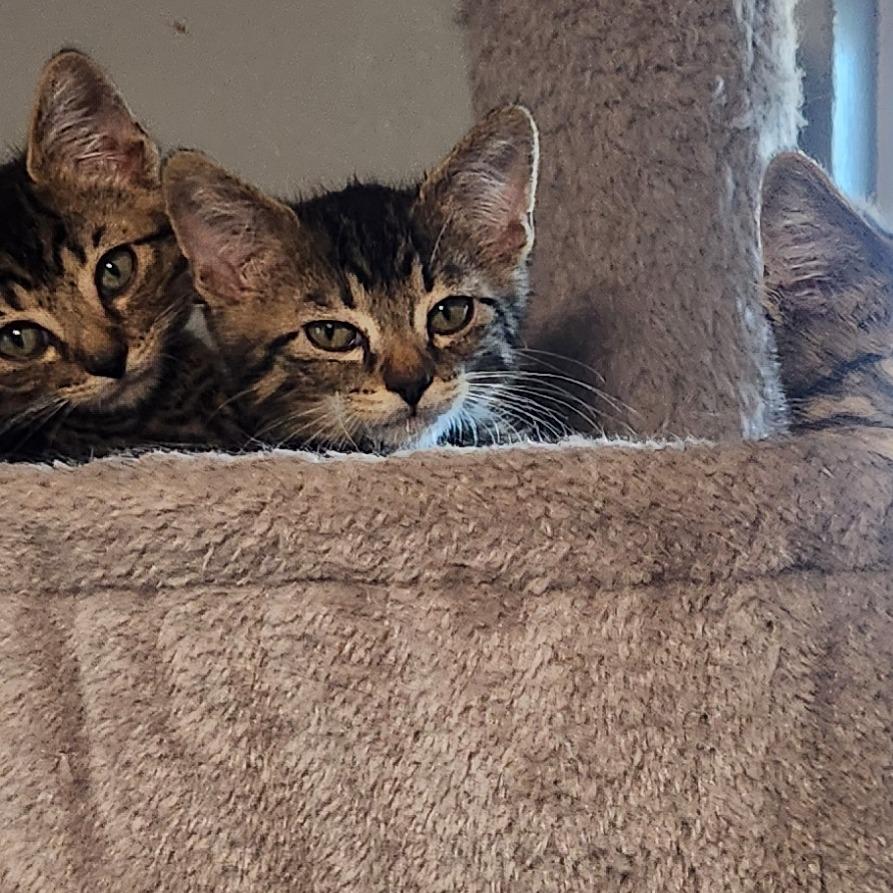 Jeremiah Johnson, Adoptable, Kitten Male Domestic Short Hair.