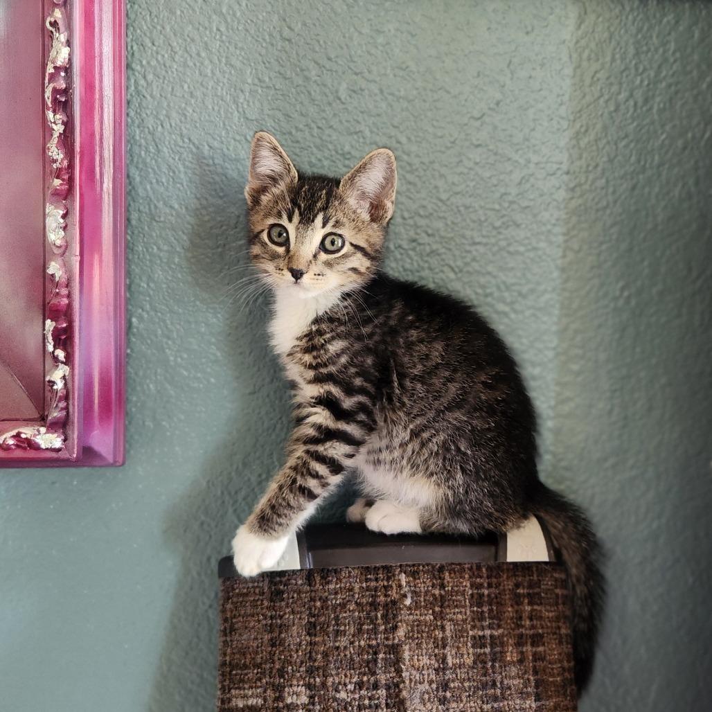 Jeremiah Johnson, a Adoptable Domestic Short Hair in Layton, UT image 2/5