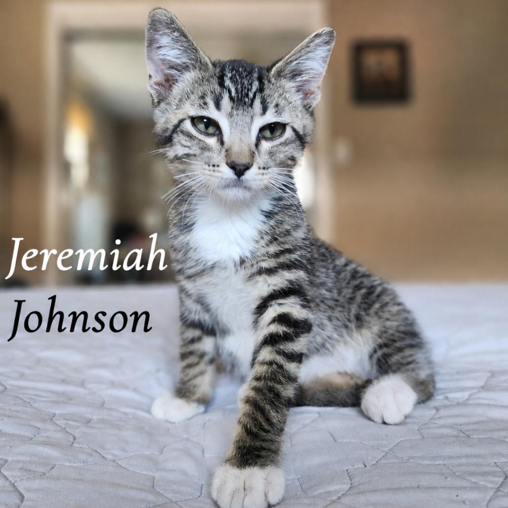 Jeremiah Johnson, a Adoptable Domestic Short Hair in Layton, UT image 4/5