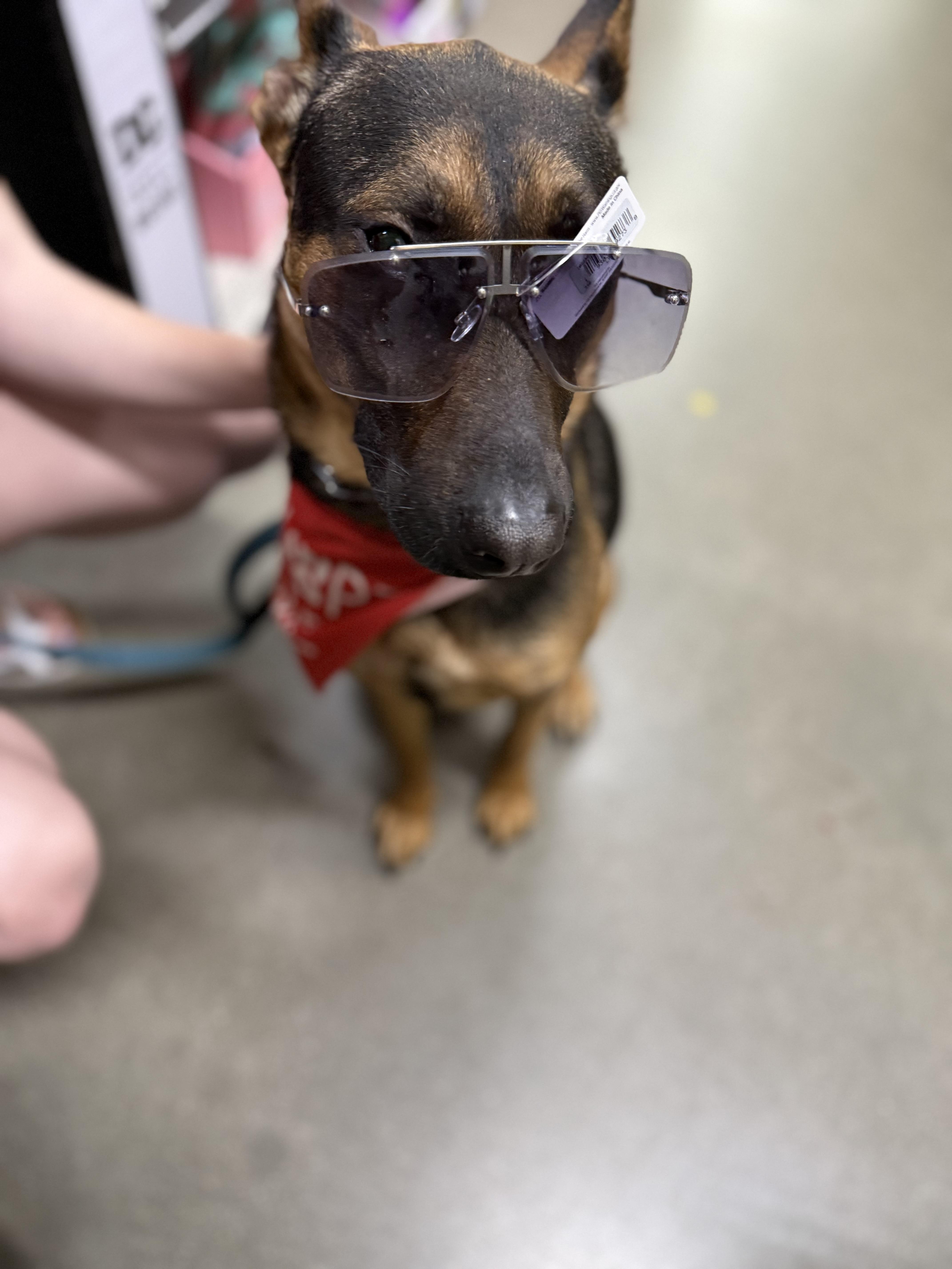 Enlarge Joey, a Adoptable mixed breed in Corydon, IN image 3/6