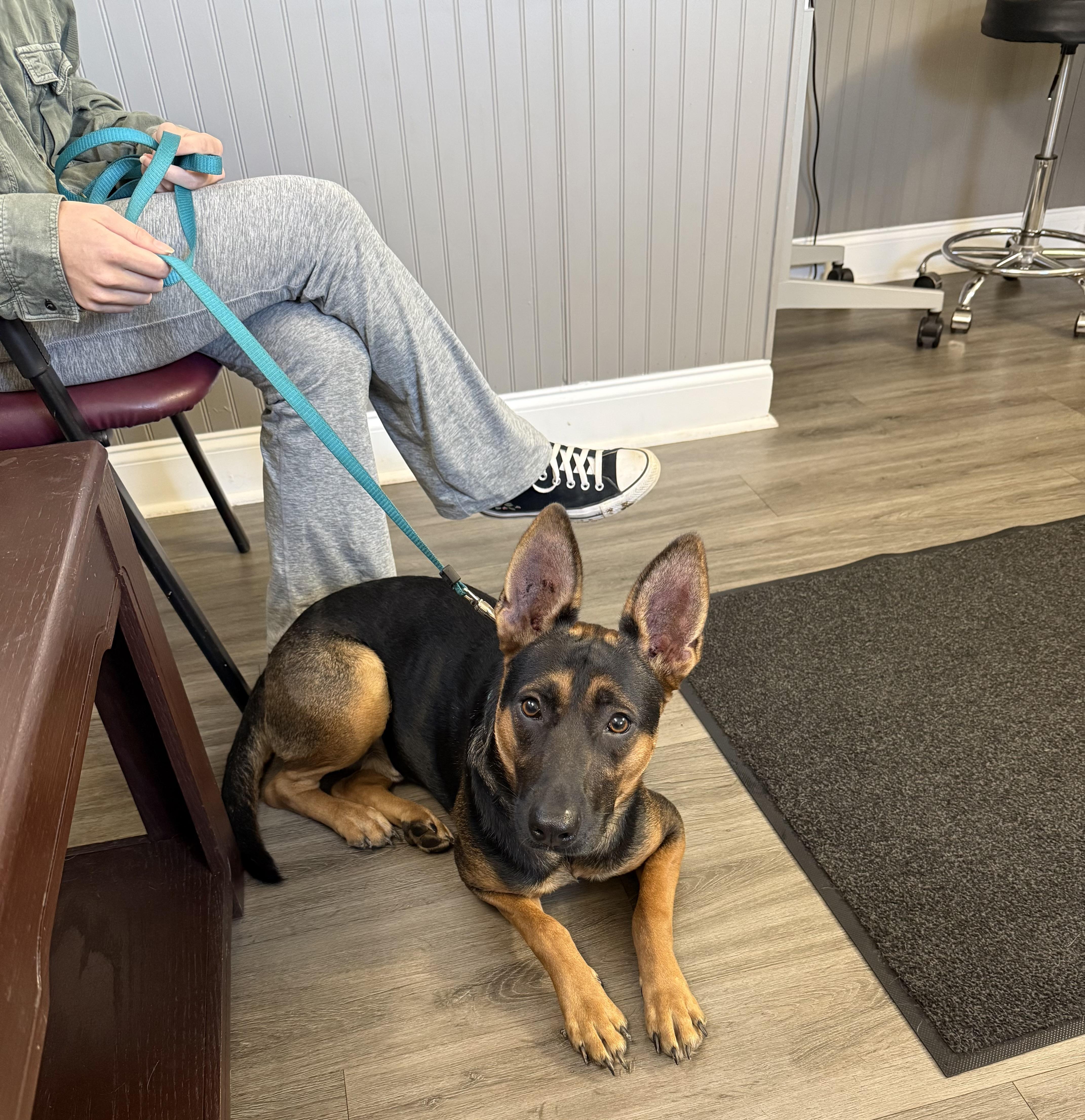 Enlarge Joey, a Adoptable mixed breed in Corydon, IN image 2/2