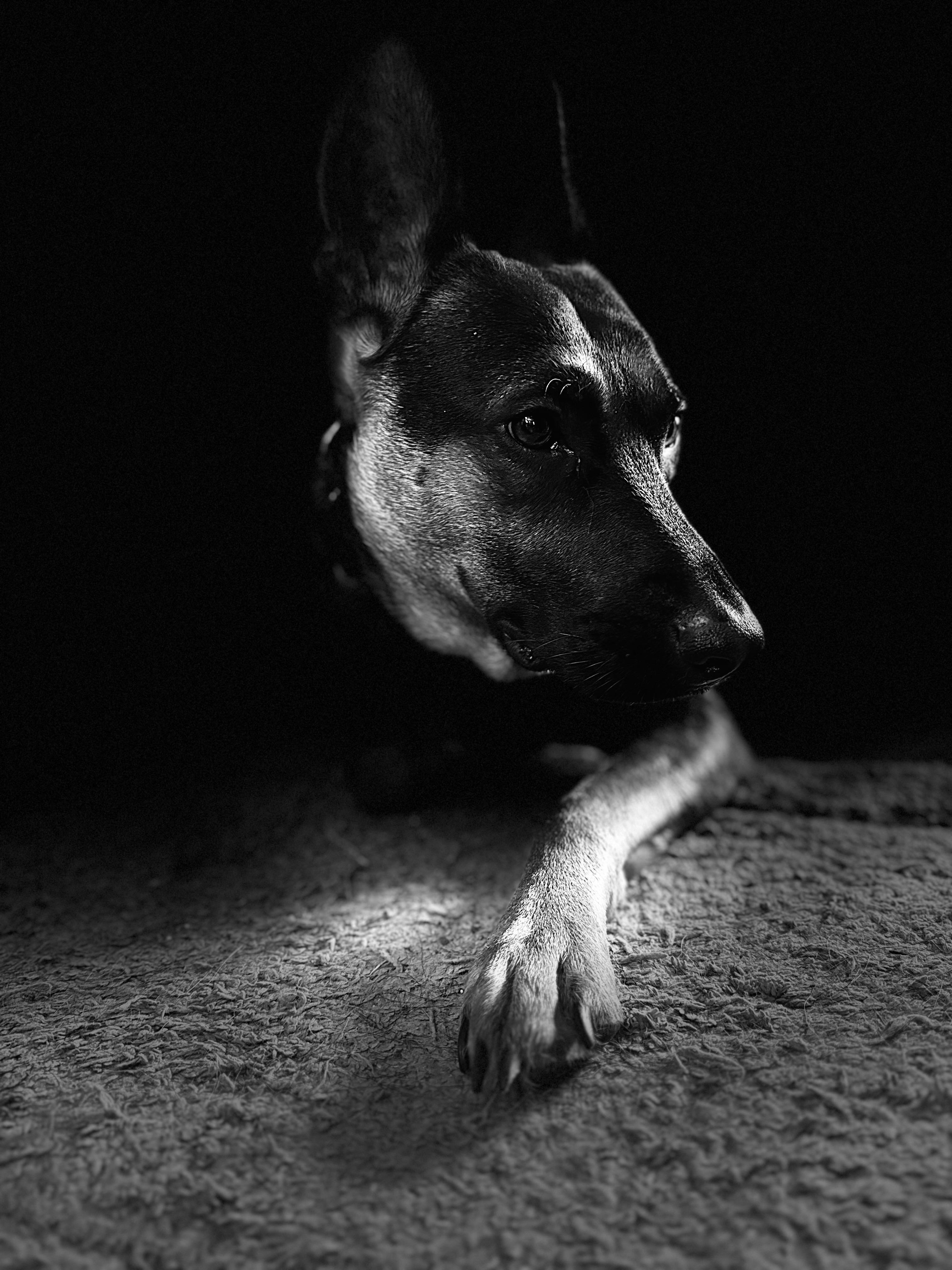 Enlarge Joey, a Adoptable mixed breed in Corydon, IN image 5/6