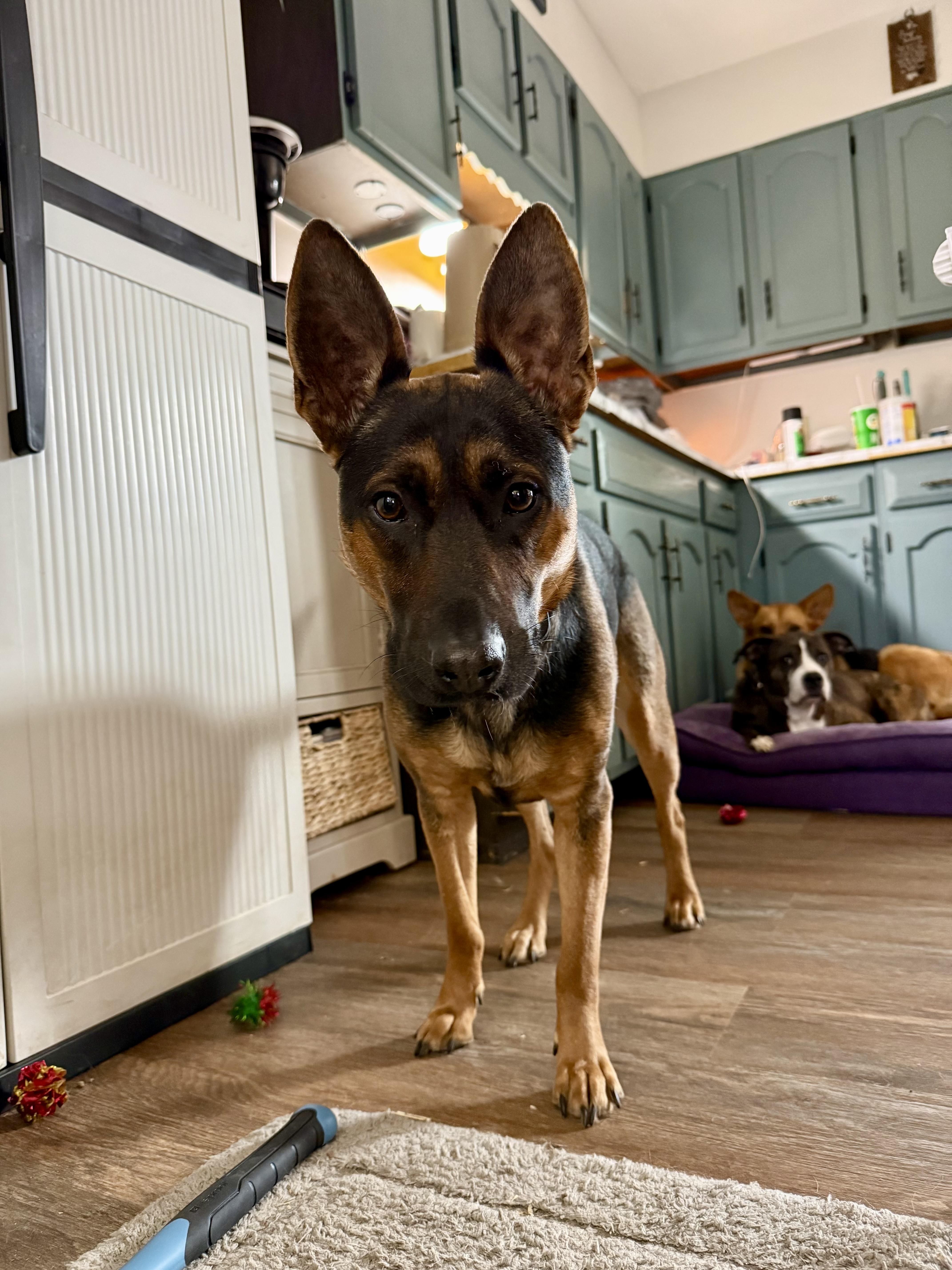 Enlarge Joey, a Adoptable mixed breed in Corydon, IN image 4/6