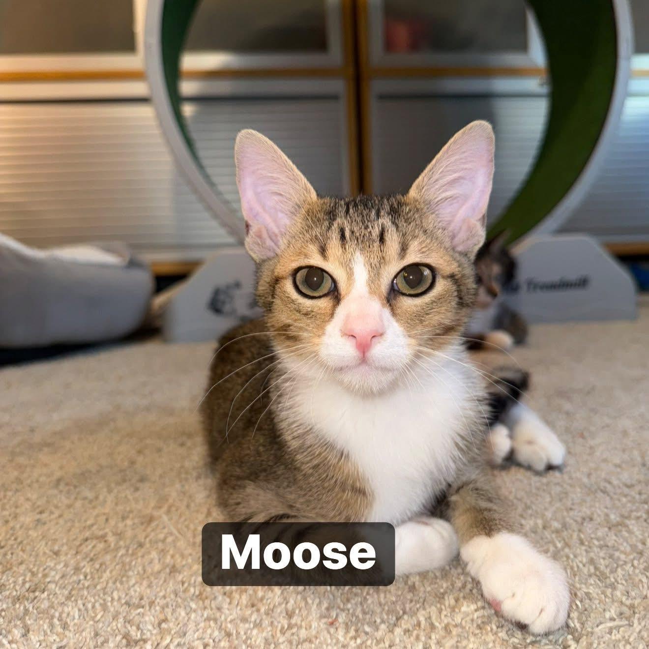Moose, Adoptable, Young Male Domestic Short Hair.