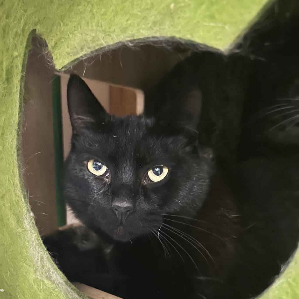 Enlarge Tenebrous, a Adoptable Domestic Short Hair in Veneta, OR image 1/2