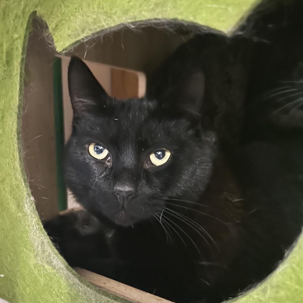 Enlarge Tenebrous, a Adoptable Domestic Short Hair in Veneta, OR image 2/2