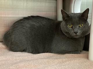 Enlarge Gandalf, a Adoptable mixed breed in Cincinnati, OH image 1/3