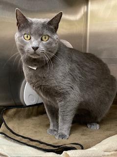 Enlarge Gandalf, a Adoptable mixed breed in Cincinnati, OH image 2/3