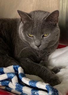 Enlarge Gandalf, a Adoptable mixed breed in Cincinnati, OH image 3/3