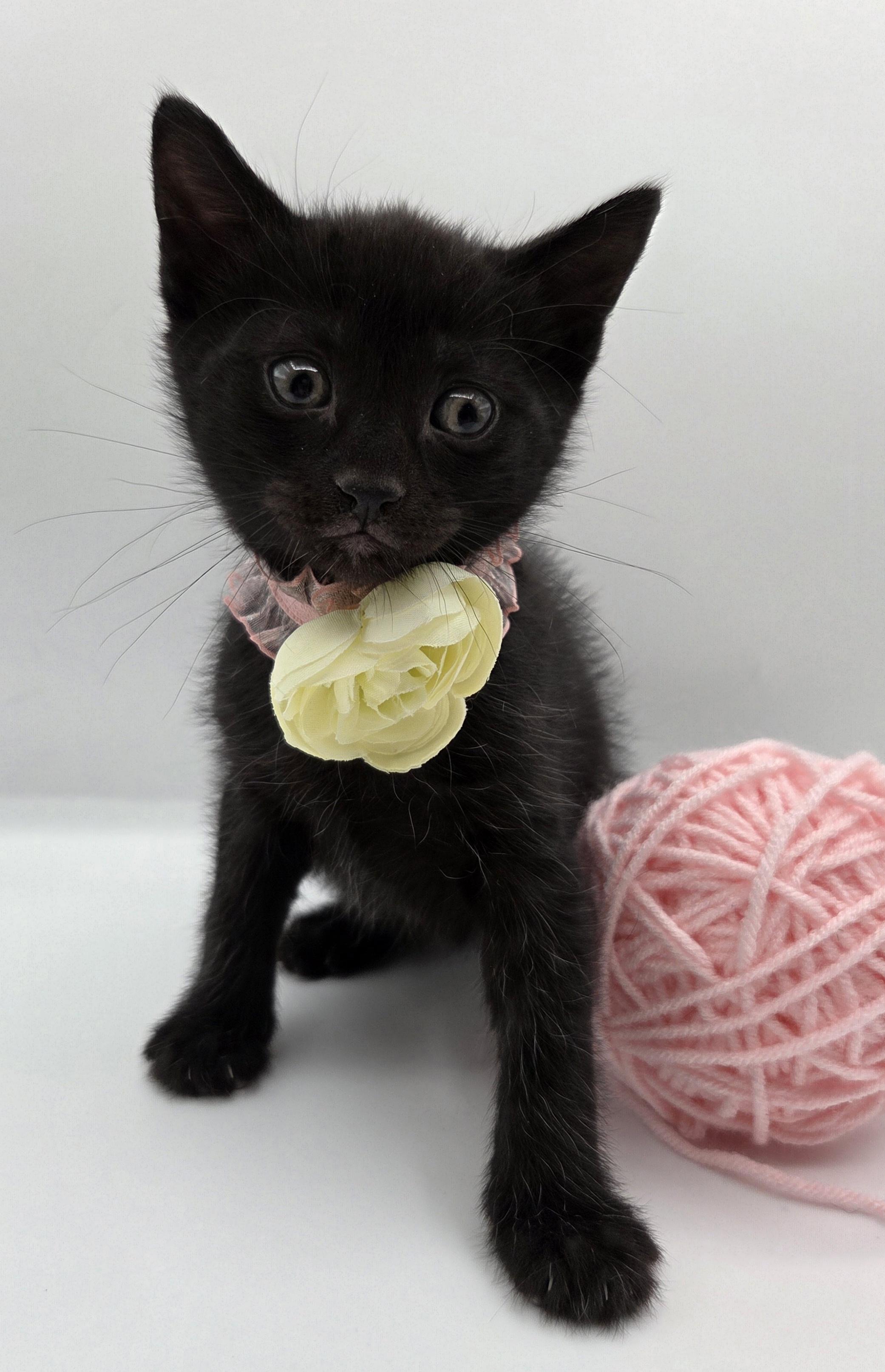 Enlarge Carrie, a Adoptable mixed breed in Farmington, CT image 2/6