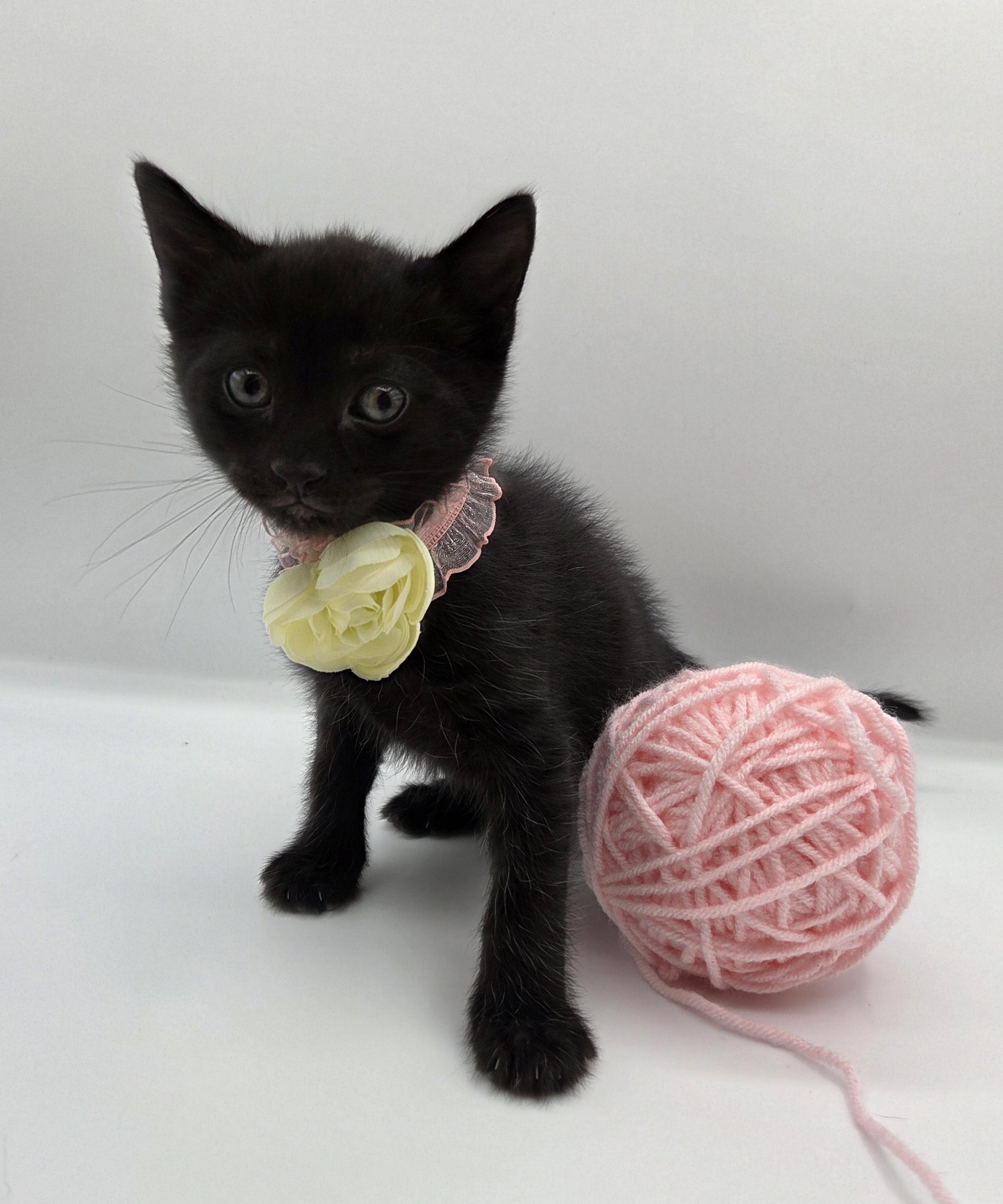 Enlarge Carrie, a Adoptable mixed breed in Farmington, CT image 5/6