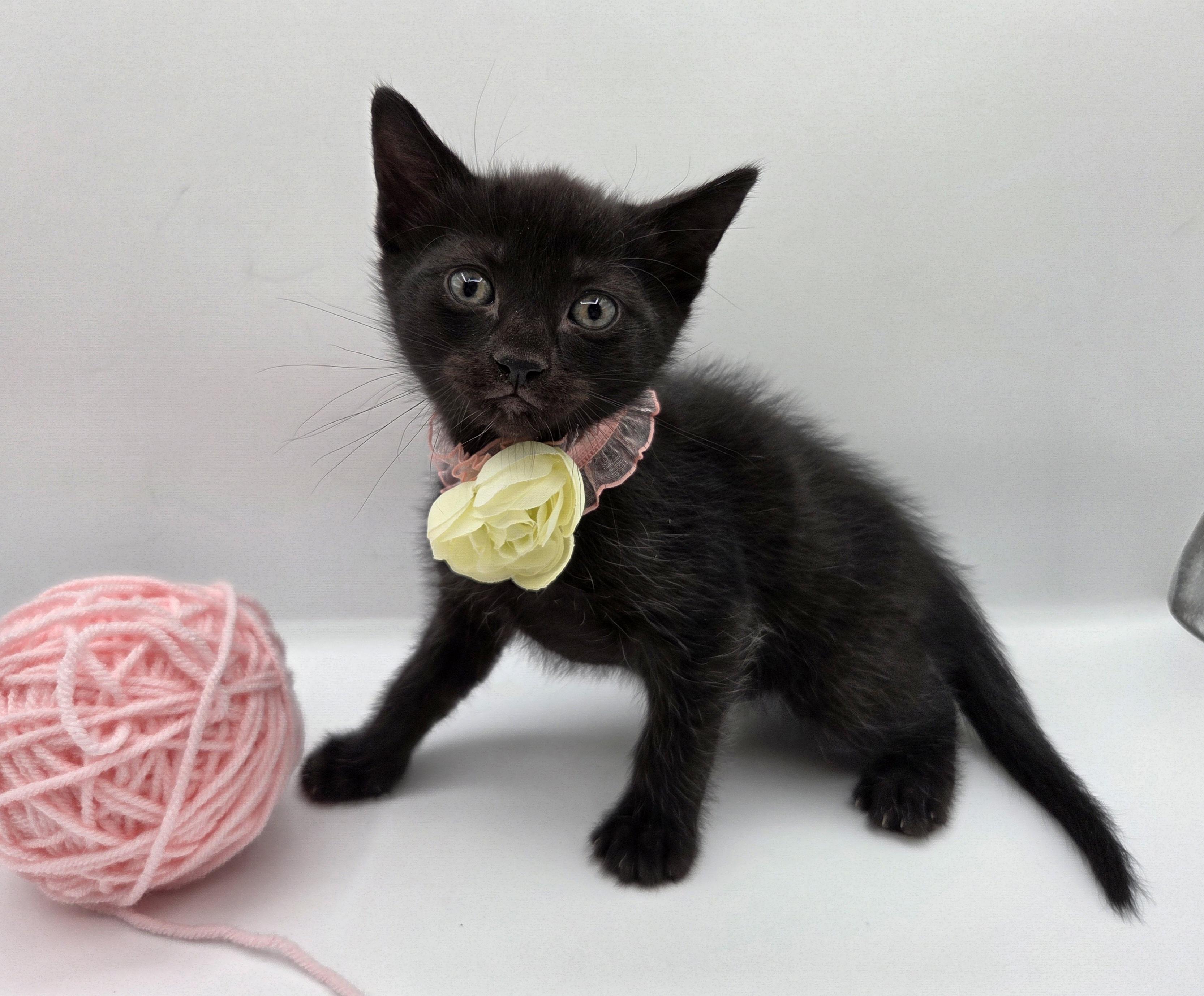 Enlarge Carrie, a Adoptable mixed breed in Farmington, CT image 6/6