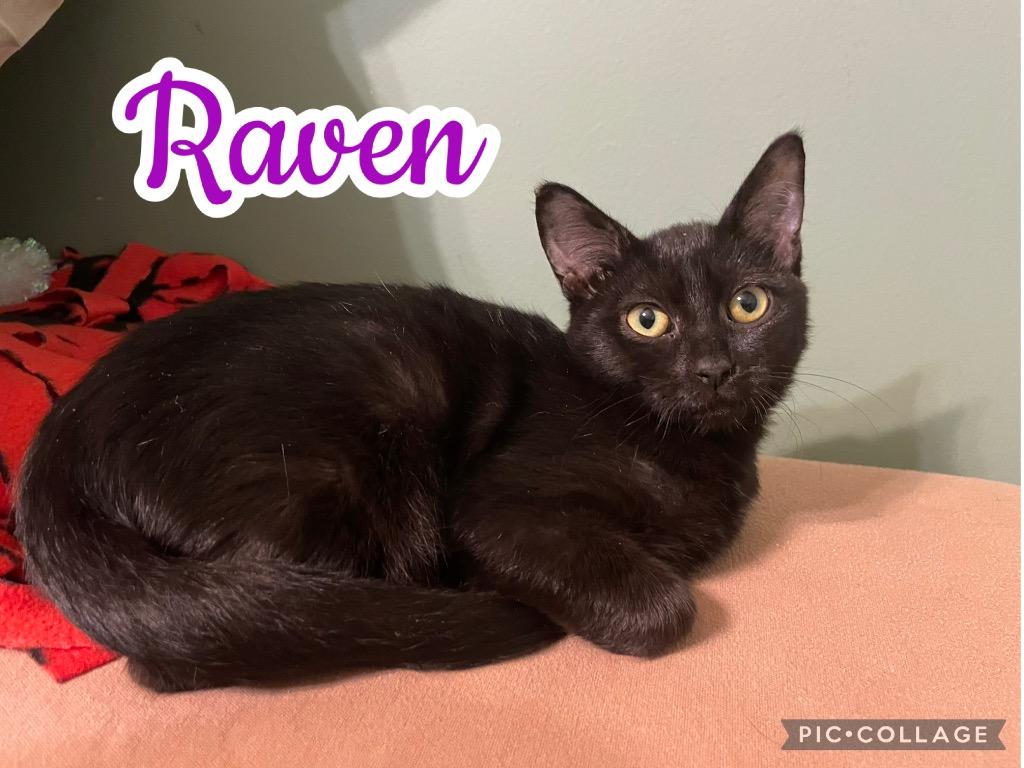 Enlarge Raven, a Adoptable mixed breed in Fort Oglethorpe, GA image 2/3