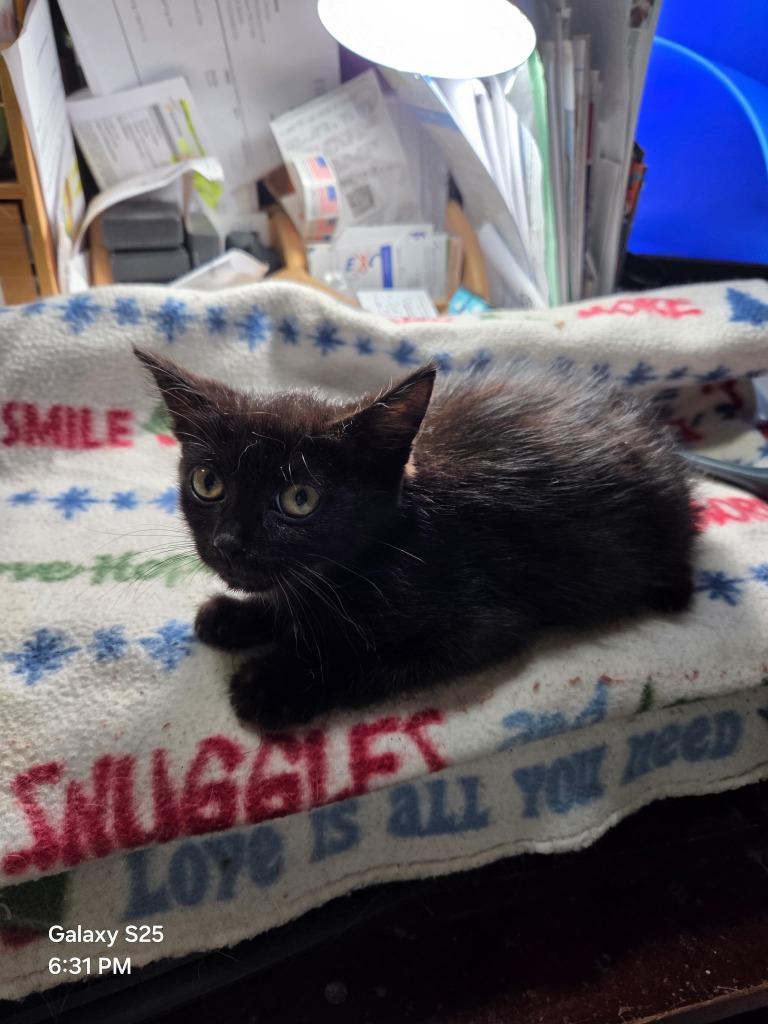 Enlarge Raven, a Adoptable mixed breed in Fort Oglethorpe, GA image 3/3