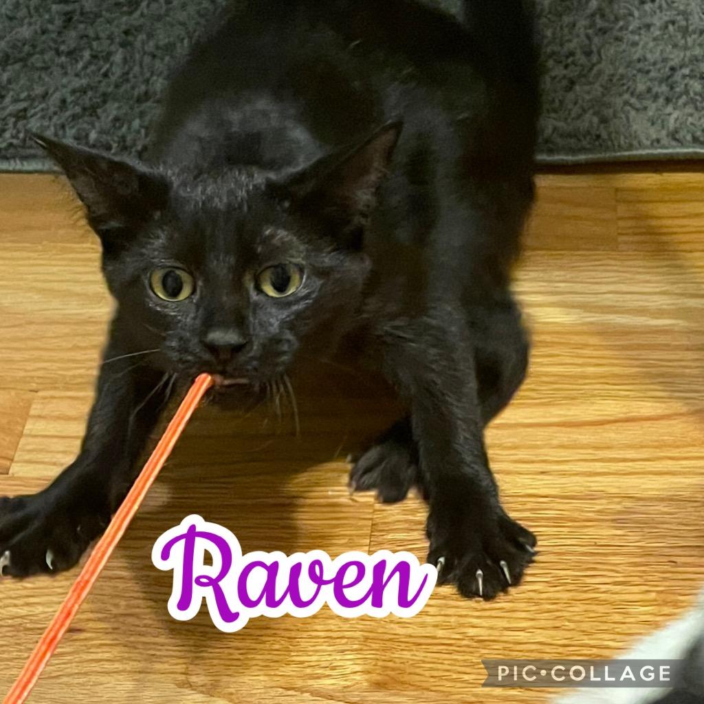 Enlarge Raven, a Adoptable mixed breed in Fort Oglethorpe, GA image 3/3