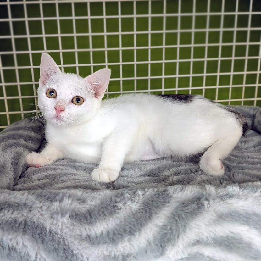 Michelle, a ADOPTABLE mixed breed in Lake Monroe, FL image 2/2