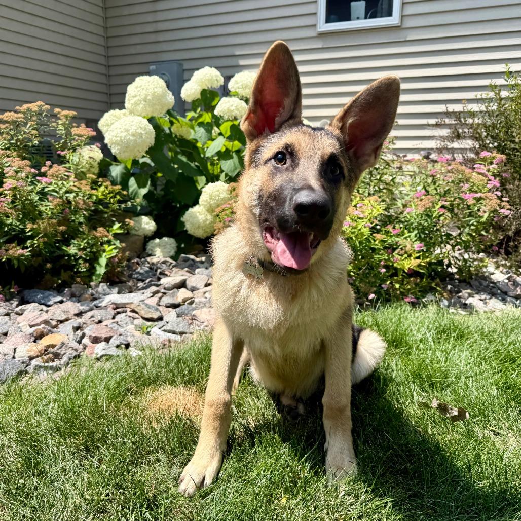 Enlarge Juicy Fruit--In Foster, a Adoptable mixed breed in Fargo, ND image 1/6