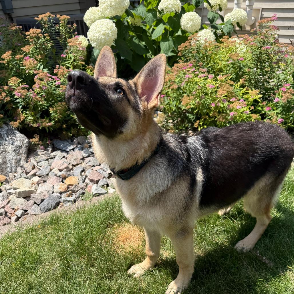 Enlarge Juicy Fruit--In Foster, a Adoptable mixed breed in Fargo, ND image 2/6