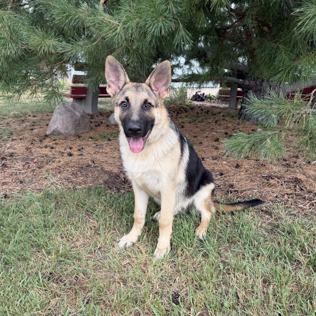 Enlarge Juicy Fruit--In Foster, a Adoptable mixed breed in Fargo, ND image 4/6