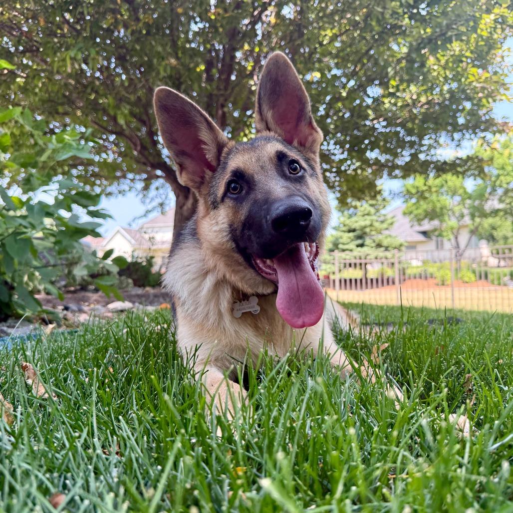 Enlarge Juicy Fruit--In Foster, a Adoptable mixed breed in Fargo, ND image 5/6