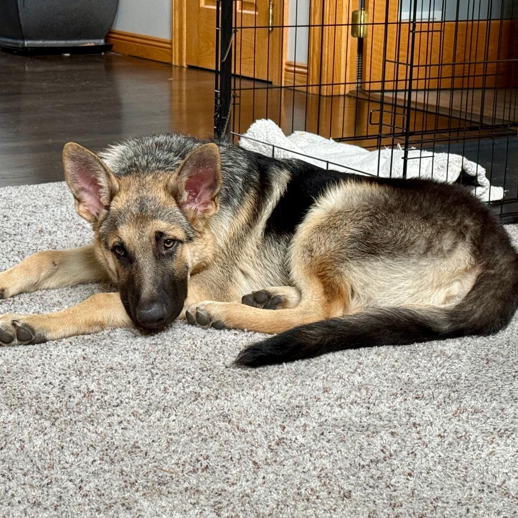 Enlarge Juicy Fruit--In Foster, a Adoptable mixed breed in Fargo, ND image 6/6