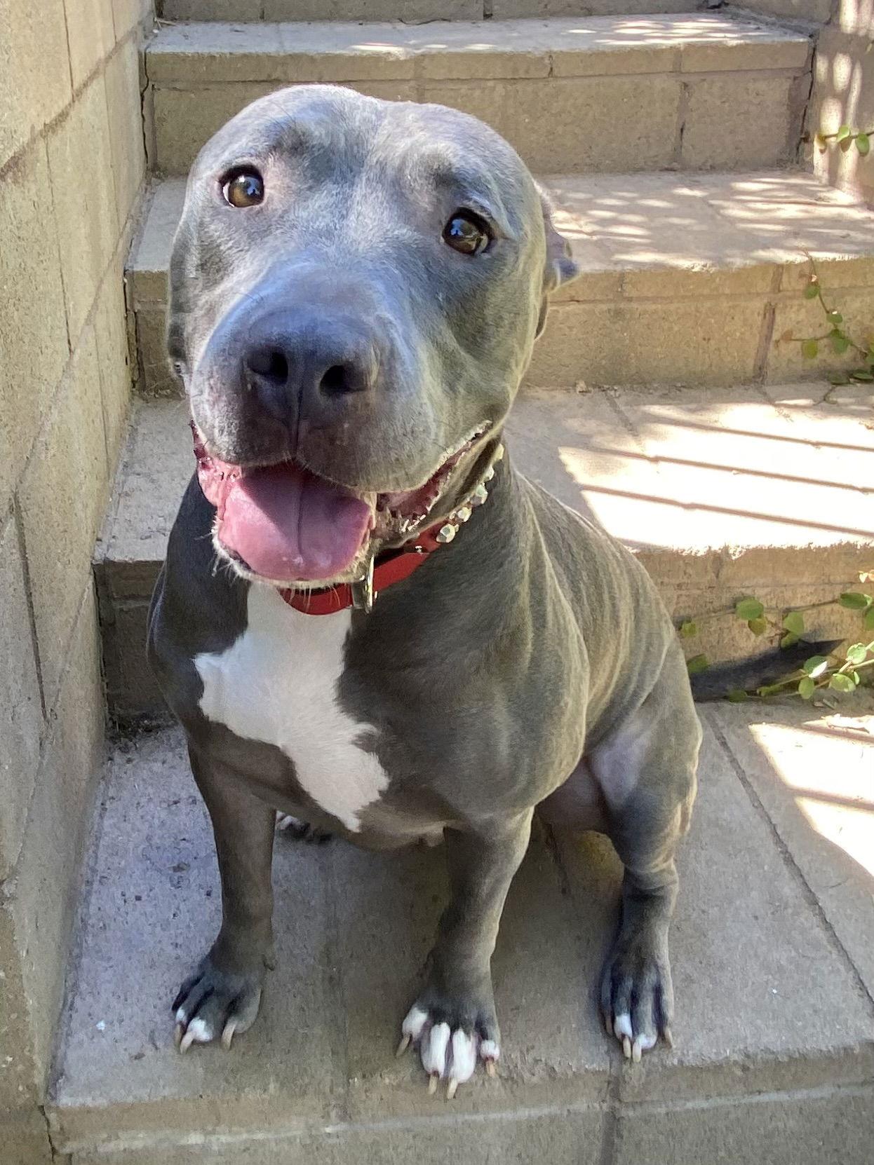 Lenny, a Adoptable mixed breed in Redlands, CA image 1/3