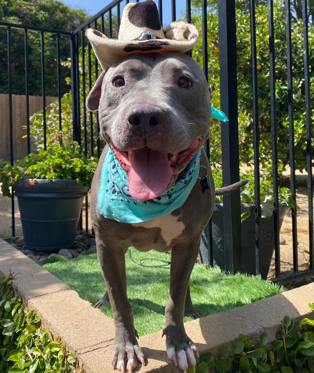 Lenny, Adoptable, Senior Male Pit Bull Terrier & American Staffordshire Terrier.
