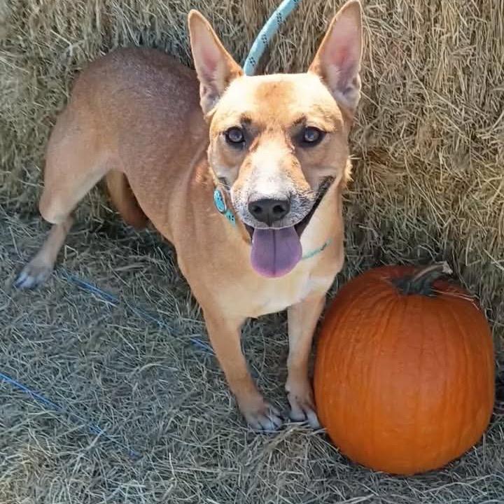 KiKi P46542, Adoptable, Adult Female Cattle Dog & Australian Shepherd.